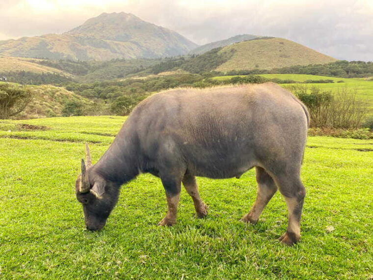 taipei-yangmingshan-beitou-full-day-tour