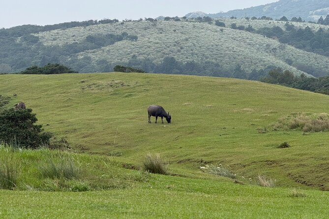 Taipei: Yangmingshan, Palace Museum & Shilin Night Market - Key Points