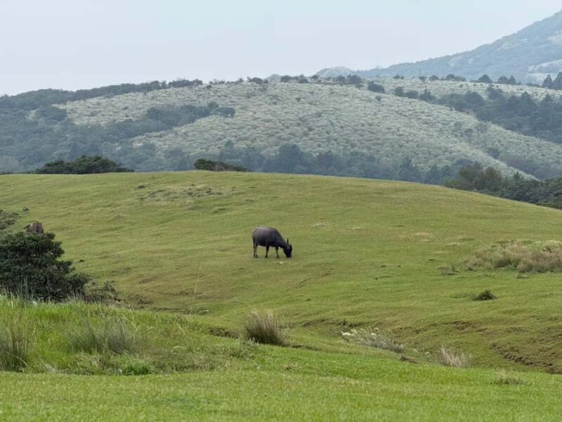 Taipei: Yangmingshan, Palace Museum & Shilin Night Market - What Travelers Can Expect