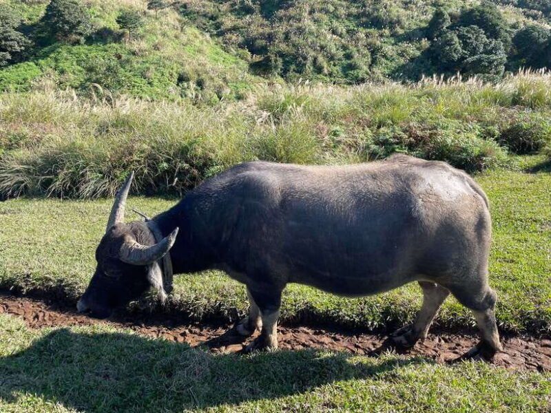 taipei-yanmingshan-walking-tour-qingtiangang-grassland