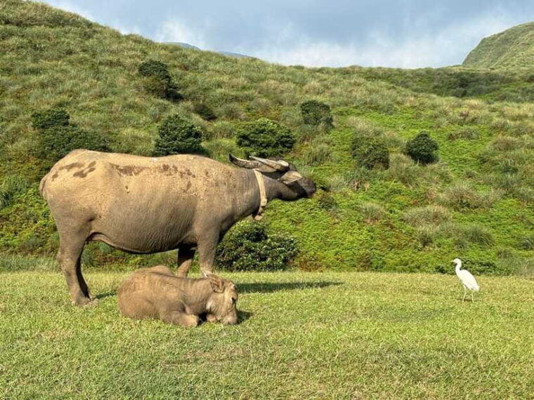 taipei-yanmingshan-walking-tour-qingtiangang-grassland