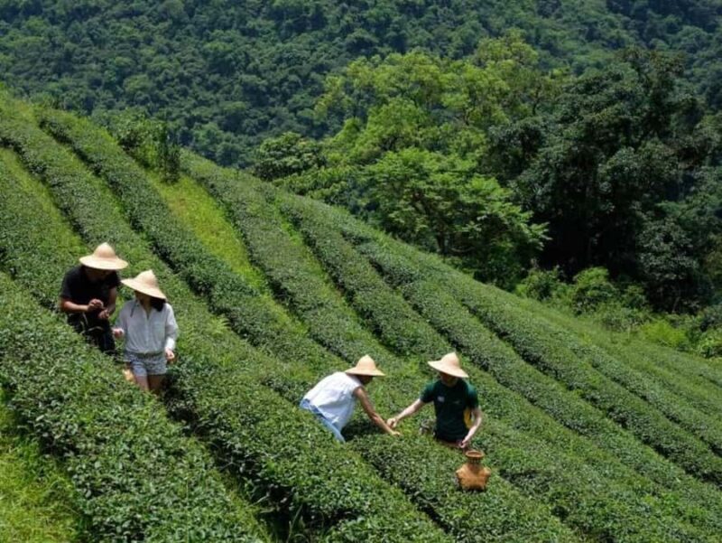 Taipei: Yilan Tea Farm and Brewery Tour with Lunch - The Sum Up: Who Will Love This Tour?