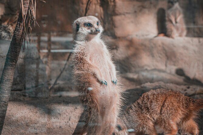 Taipei Zoo and Maokong Gondola tour - An In-Depth Look at the Taipei Zoo and Maokong Gondola Tour