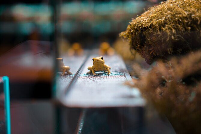 Taipei Zoo and Maokong Gondola tour - What You’ll See and Experience on the Gondola