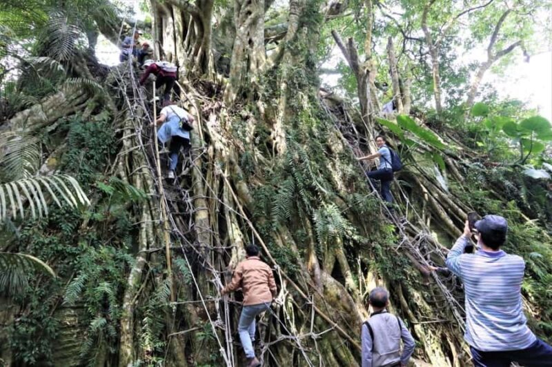 Taitung: Luan Mountain Forest Museum Guided Tour - Taitung: Luan Mountain Forest Museum Guided Tour