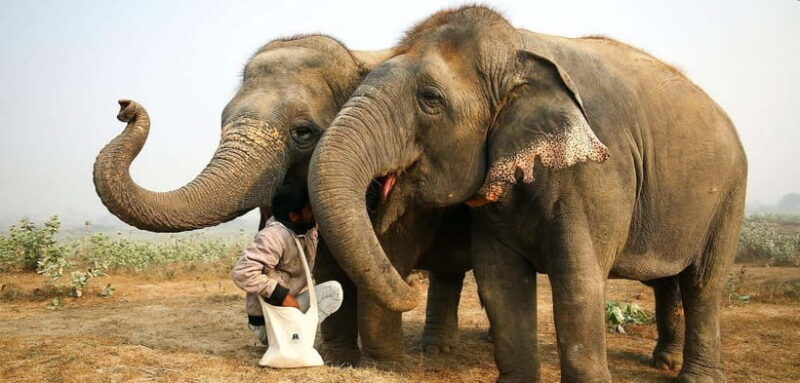 Taj Mahal, Agra Fort & Elephant Conservation Tour from Delhi - The Itinerary Breakdown: What to Expect