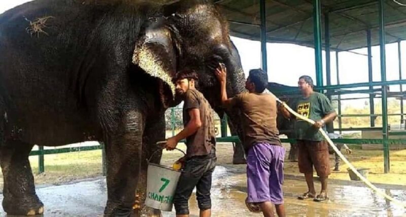 Taj Mahal & Elephant SOS Overnight Tour From Delhi Overnight - Transportation & Guide Quality