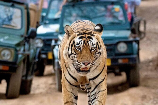 Taj Mahal & Tiger Safari: 2-Day Private Tour from Delhi - Exploring the Taj Mahal & Tiger Safari: A Two-Day Adventure from Delhi