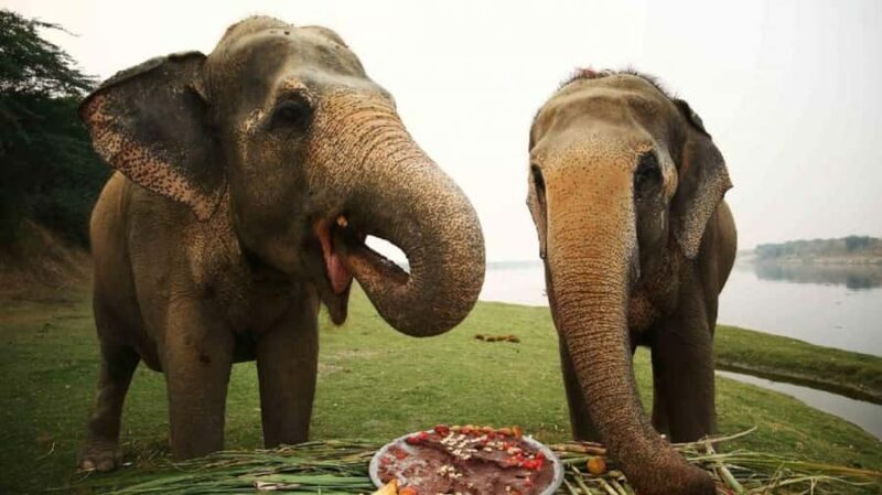 Taj Mahal Tour with Optional Wildlife Rescue Center Visit - FAQs