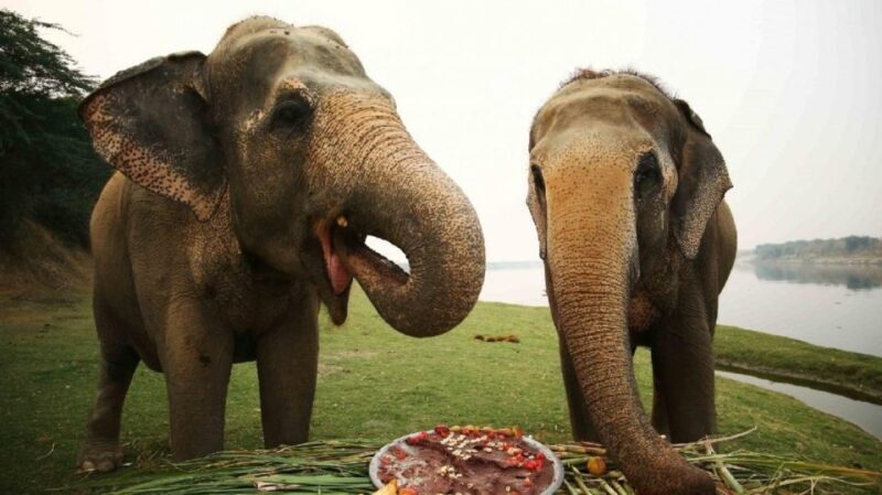 Taj Mahal Tour with Optional Wildlife Rescue Center Visit - Visiting the Wildlife Rescue Centres: Elephant and Bear Sanctuaries