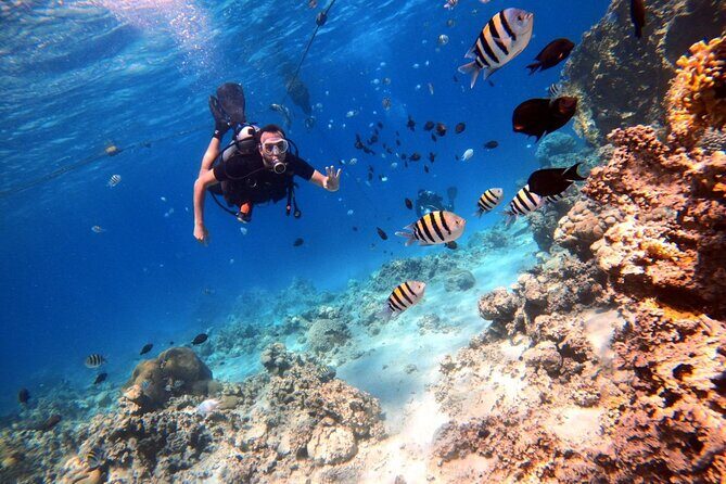 Take advantage of a half-day boat dive experience in Red sea of Aqaba. - The Sum Up