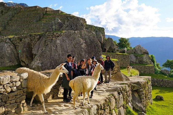 take-your-sweet-selfie-with-baby-alpacas-half-day-tour-moray-the-salt-mines