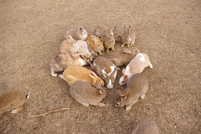 takehara-historical-townscape-sake-tasting-rabbit-island
