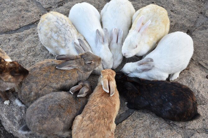 takehara-historical-townscape-sake-tasting-rabbit-island