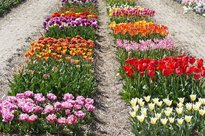 taking-pictures-in-the-tulip-field-at-de-tulperij