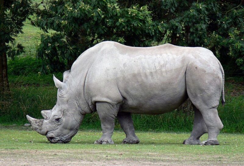 Tala Game Res, Lion Park & Phezulu Full Day Tour From Durban - Phezulu Safari Park and Reptile Encounters