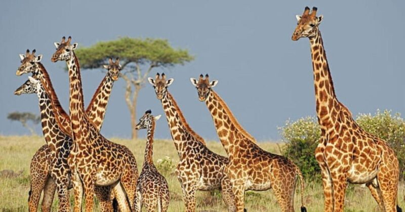 Tala Game Reserve Full Day Tour from Durban - Exploring the Day in Detail