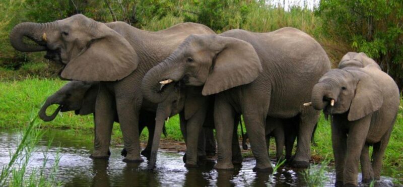 Tala Game Reserve & Natal Lion Park 1/2 Day Tour from Durban - Key Points