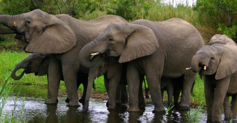Tala Game Reserve & Natal Lion Park 1/2 Day Tour from Durban - A Closer Look at the Experience