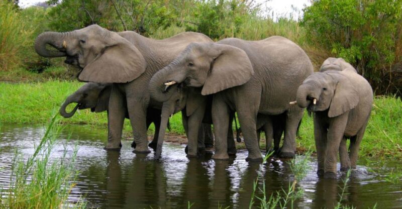 Tala Game Reserve & Natal Lion Park 1/2 Day Tour from Durban - Final Thoughts