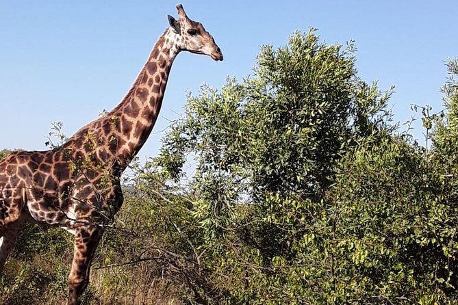 Tala Game reserve. Natal Lion Park and Valley of 1000 hills - The Experience: A Deep Dive into the Day
