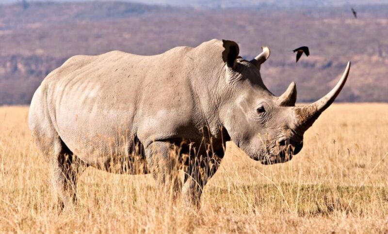 Tala Game Reserve & Natal Lion Park Day Tour From Durban - Discovering KwaZulu-Natal’s Wildlife Sanctuaries