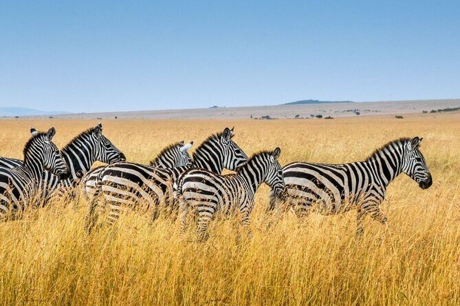 Tala Game Reserve, Phezulu Safari & Natal Lion Park Full Day Tour From Durban - Why This Tour Stands Out