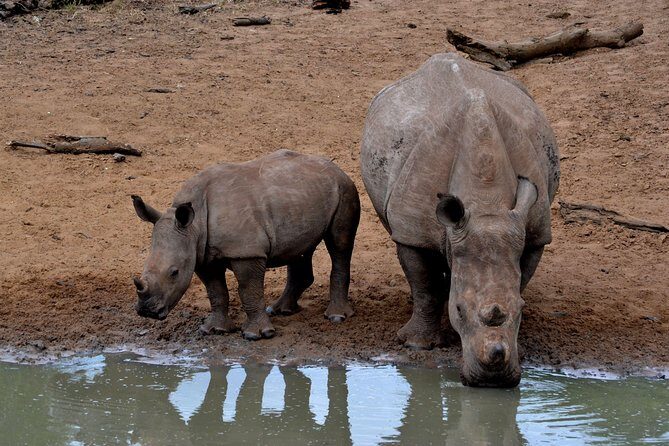 Tala Mini Day Safari - Durban - Key Points