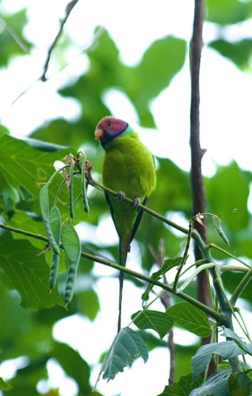 Talangama Wetlands Birdwatching & Local Village Experience - Practical Details and Tips