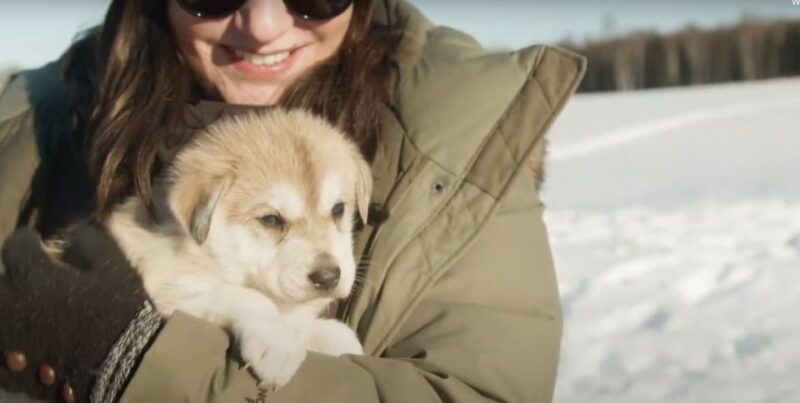 talkeetna-alaskan-winter-dog-sledding-experience