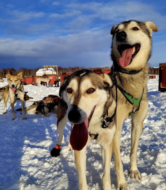 talkeetna-alaskan-winter-dog-sledding-experience