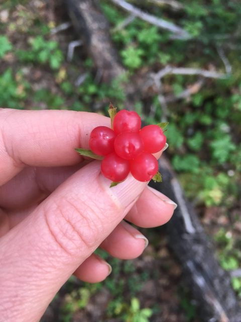 talkeetna-the-reindeer-grove-homestead-tour-and-forage