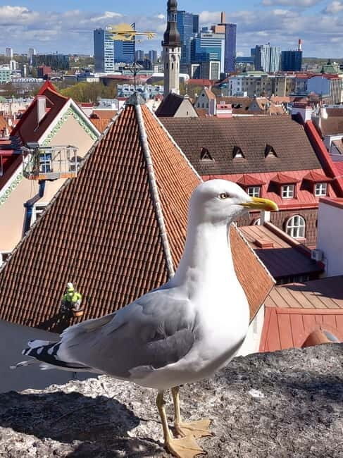 Tallinn: Lower and Upper Town (Guided Walking Tour) - An Authentic Look at Tallinn in Just Two Hours