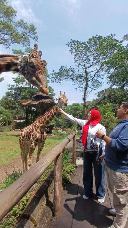 taman-safari-and-tea-plantation-tour-at-puncak