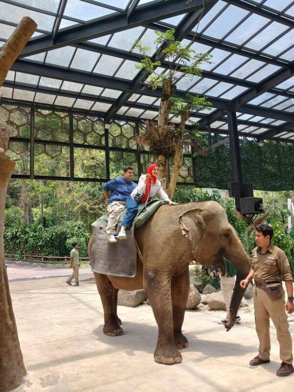 taman-safari-and-tea-plantation-tour-at-puncak