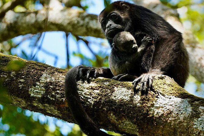 tamarindo-birdwatching-crocodiles-and-monkey-tour