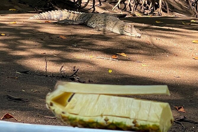 tamarindo-birdwatching-crocodiles-and-monkey-tour