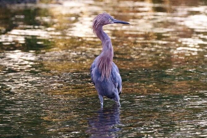 tamarindo-birdwatching-crocodiles-and-monkey-tour