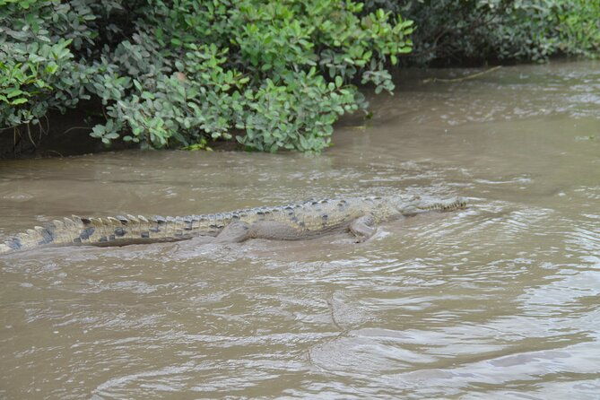tamarindo-river-boat-tour