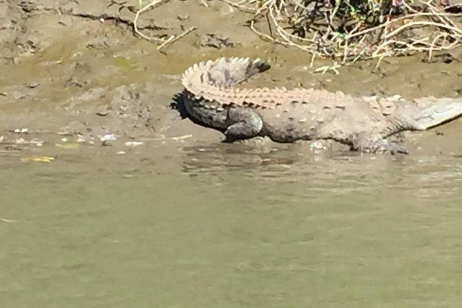 tamarindo-wildlife-estuary-boat-ride-tour-2-hours