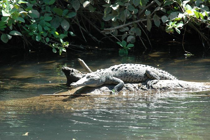 tamarindo-wildlife-estuary-boat-ride-tour-2-hours