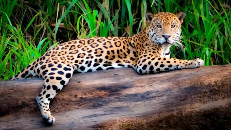 tambopata-4days-3nights