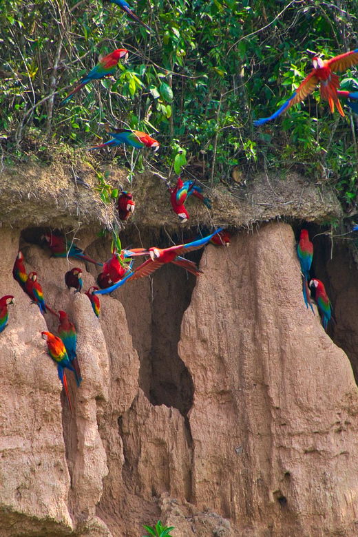 tambopata-4days-3nights