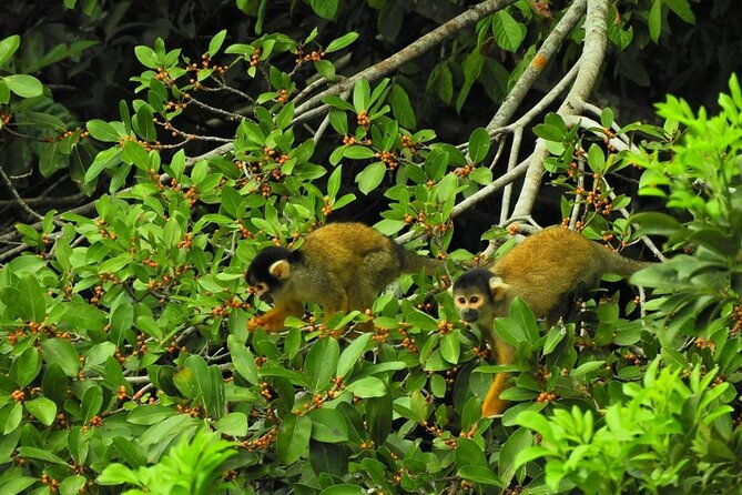 tambopata-adventure-tour-03-days