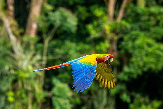 tambopata-amazon-reserved-zone-exclusive-experience-6-days
