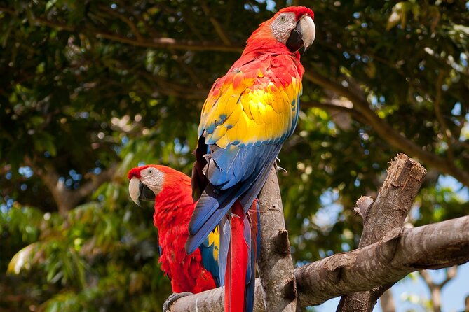 tambopata-amazon-reserved-zone-exclusive-experience-6-days