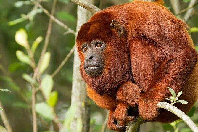tambopata-amazon-reserved-zone-exclusive-experience-6-days