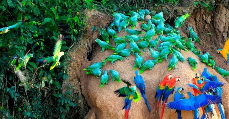 tambopata-lago-sandoval-and-colpa-of-loros-3-days