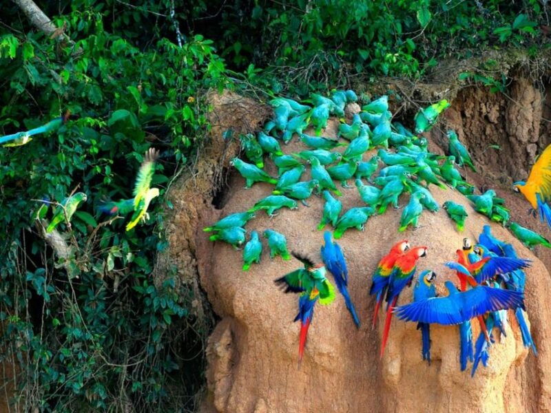 tambopata-lago-sandoval-and-colpa-of-loros-3-days