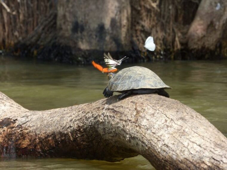 tambopata-lake-sandoval-canoeing-with-lunch
